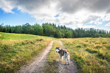 A dog on the road through the Mother of God meadow on Anzer Island (Solovetsky Islands)