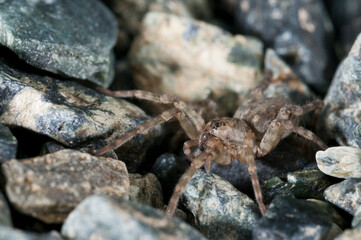 Wolf spider (Arctosa cinerea) near a stream, Italy.