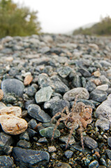 Wolf spider (Arctosa cinerea) near a stream, Italy.