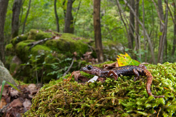 strinatii's cave salamander (Hydromantes strinatii)