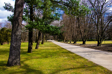Beautiful green alley in spring on a sunny day.