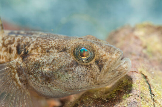 Padanian goby (Padogobius bonelli), Italy.