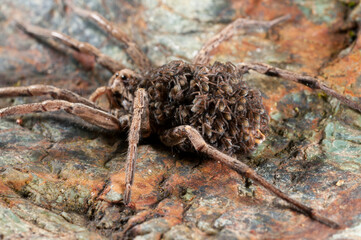Wolf spider (Hogna radiata) female with juveniles on its back, Italy.