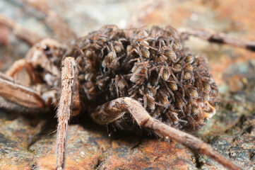 Wolf spider (Hogna radiata) female with juveniles on its back, Italy.