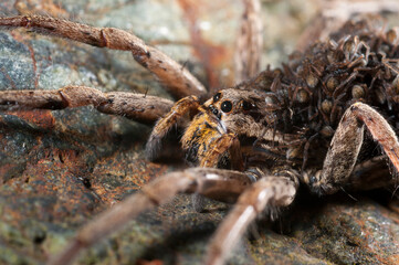 Wolf spider (Hogna radiata) female with juveniles on its back, Italy.