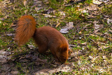 Beautiful squirrel is looking for or hiding a nut in the park.