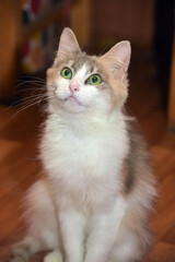 fluffy white and brown cat with green eyes