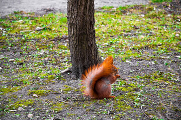 Beautiful squirrel with a bushy tail sits in the park and eats a nut.