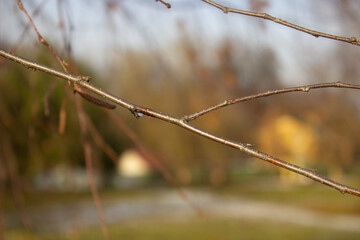 birch branch in winter forest