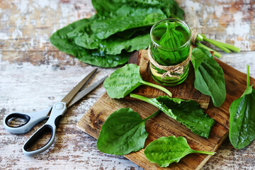 Plantain leaf drink. Fresh plantain leaves. A healthy cough drink. Herbal remedies for colds.