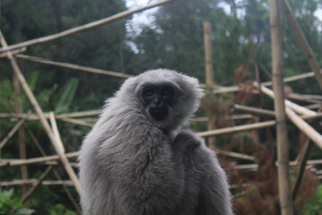 black tailed macaque