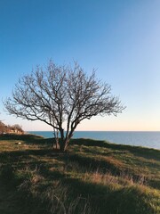 Tree in the hill near the sea. Horizon, blue sky. Beautuful nature photography. Outdoors, summer, spring.