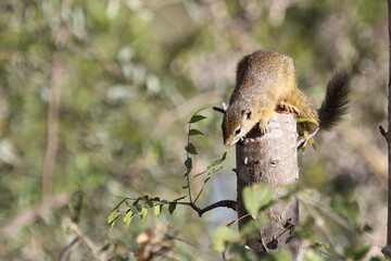 Ockerfußbuschhörnchen / Tree squirrel / Paraxerus Cepapi