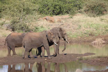 Afrikanischer Elefant / African elephant / Loxodonta africana