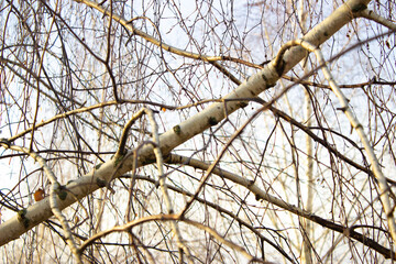 birch branch in winter forest