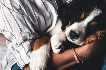 Obraz premium little puppy of bernese mountain dog on hands of fashionable girl with a nice manicure. animals