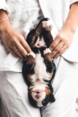 Bernese mountain dog puppy in female hands, care for animals, newborns
