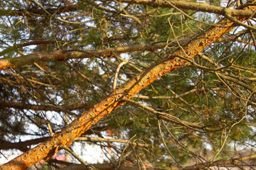 Spruce branch with cones