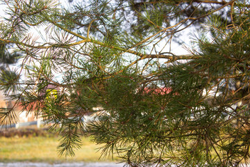 Spruce branch with cones