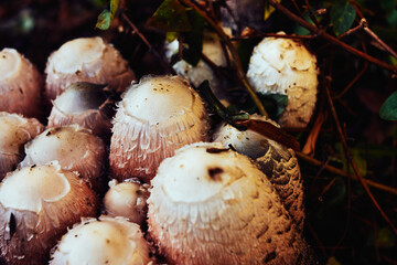 Manjares silvestres de otoño. Setas de tinta.