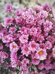 Fototapeta premium pink flowers