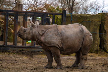 Naklejka premium View of a large rhino in the park for a walk.