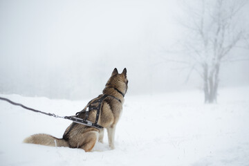 wolf like siberian husky dog sitting in snow on a misty foggy field in winter looking away © Oszkár Dániel Gáti