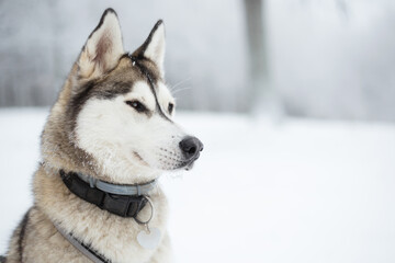 wolf like siberian husky dog head portrait sitting in snow in a forest in winter