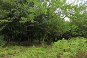 green forest