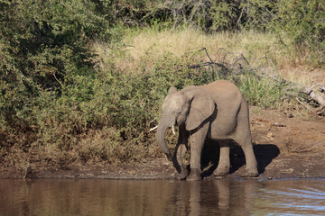 Afrikanischer Elefant / African elephant / Loxodonta africana