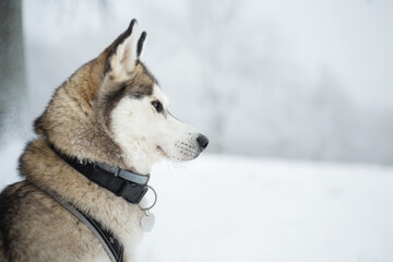 wolf like siberian husky dog head portrait sitting in snow in a forest in winter