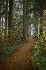 Selectively focused mysterious woodland path through foggy forest
