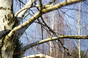 birch branch in winter forest