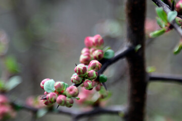 A twig of apple or plum blooming beautifully in spring or summer.