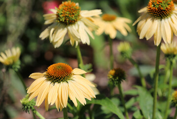 Yellow cone flower