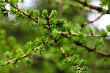 Young green branches of juniper in spring, background.