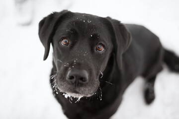old black labrador retriever dog sitting and looking up at the camera in snow