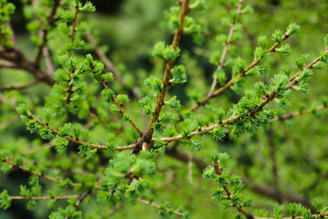 Young green branches of juniper in spring, background.