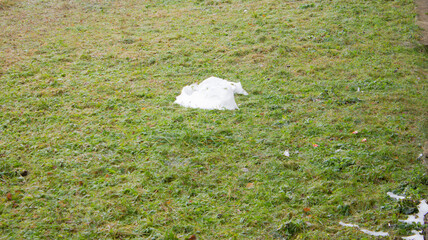 snow lying on the grass