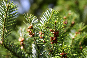 Young branches of cedar with nuts in the park or garden.