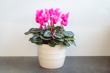 Cyclamen with bright pink flowers in a pot