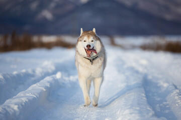 Happy Dog breed siberian husky running in the winter field on mountains background. © Anastasiia