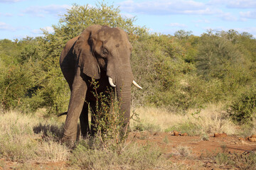 Afrikanischer Elefant / African elephant / Loxodonta africana