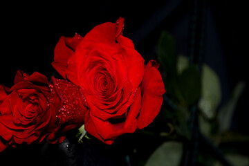 Czerwona róża z kroplami wody