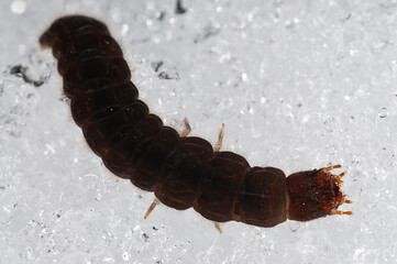 Cantharis fusca larvae on snow, italian alps.