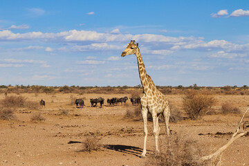 giraffe with wildebeest - Namibia Africa