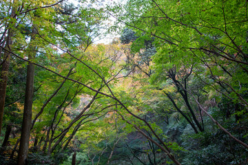 Obraz premium 秋の紅葉