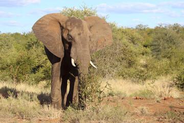 Fototapeta premium Afrikanischer Elefant / African elephant / Loxodonta africana