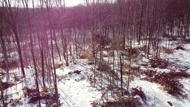 Une fillette seule perdue dans les bois en hiver