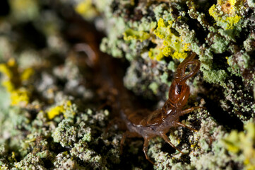 Centipede (Eupolybothrus sp.).